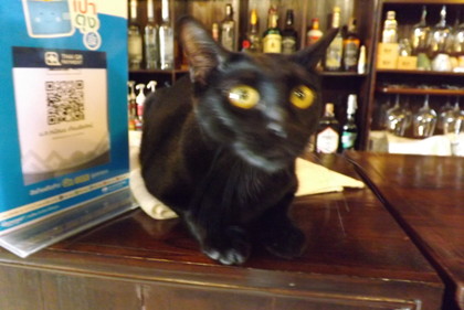 店内の黒猫